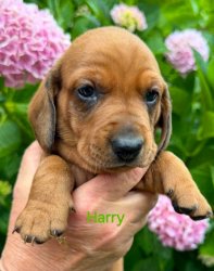Harry