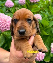 Hubert