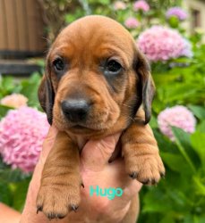 Hugo