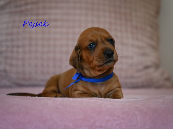 Pejsek