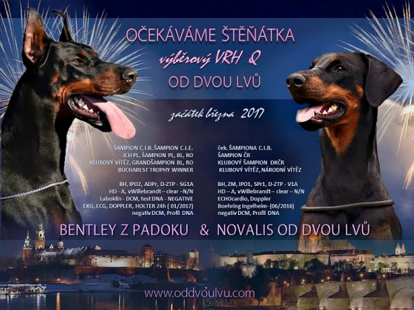 Novalis__Bentley_prezentace_esk