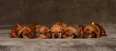 tnata_Ahur_a_Juli_1._tden_4